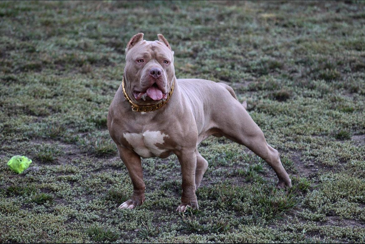 Dog Featured Image