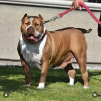 Coleone’s Cocoa of Rbk