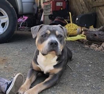 Dog Featured Image