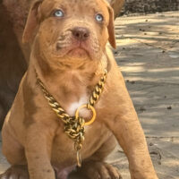 Iced out Bullyz Beppo