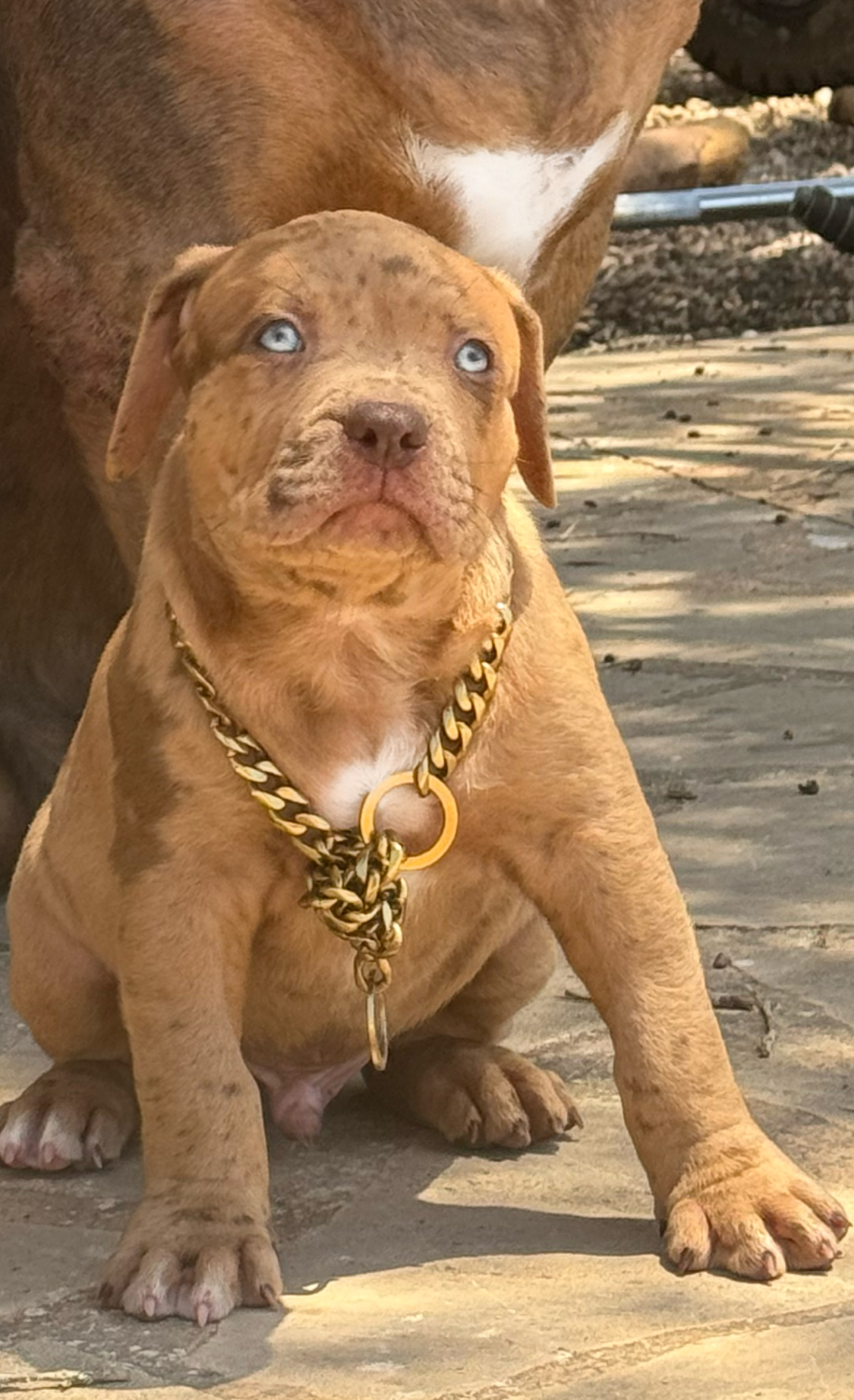 Dog Featured Image