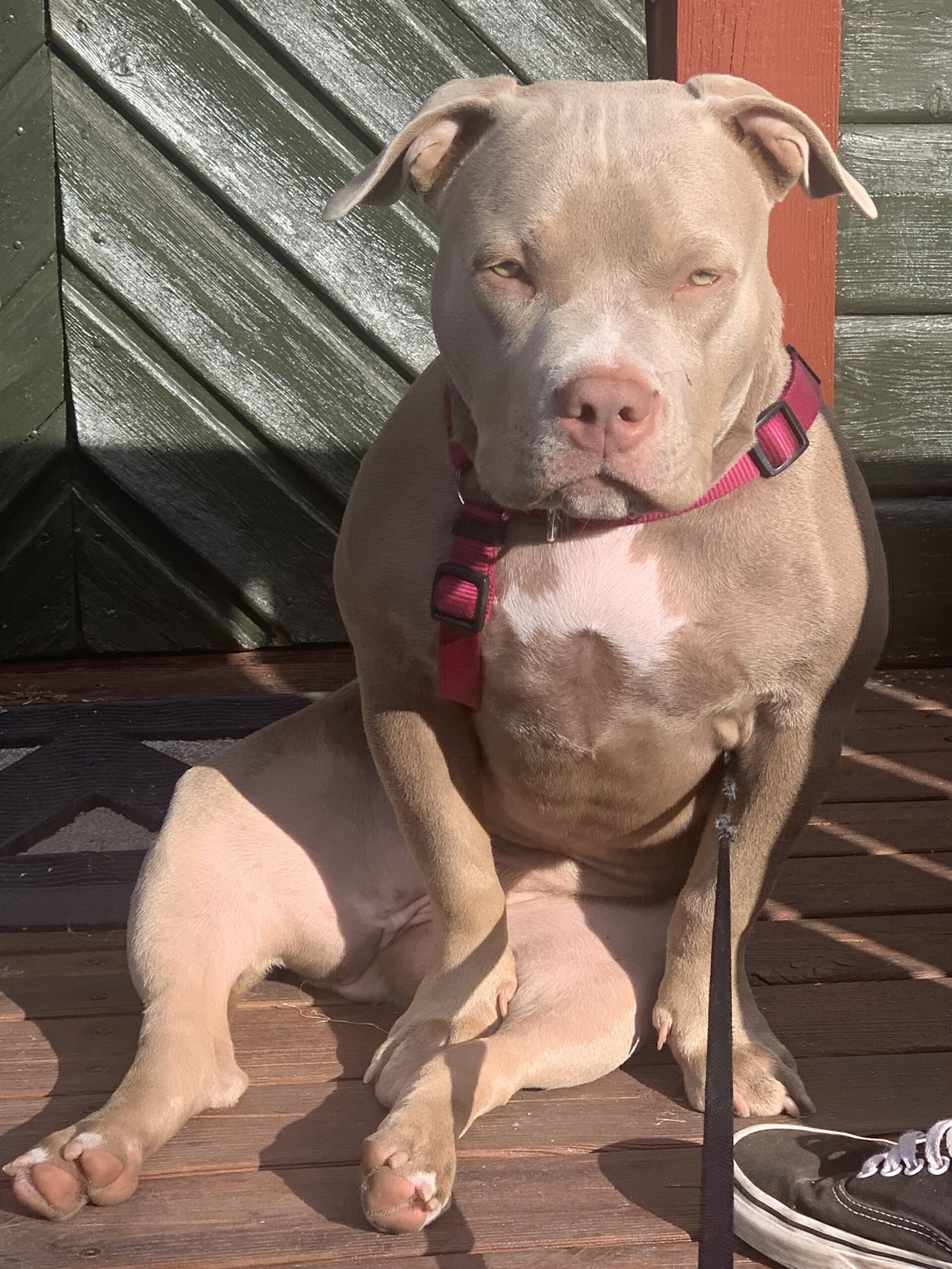 Dog Featured Image