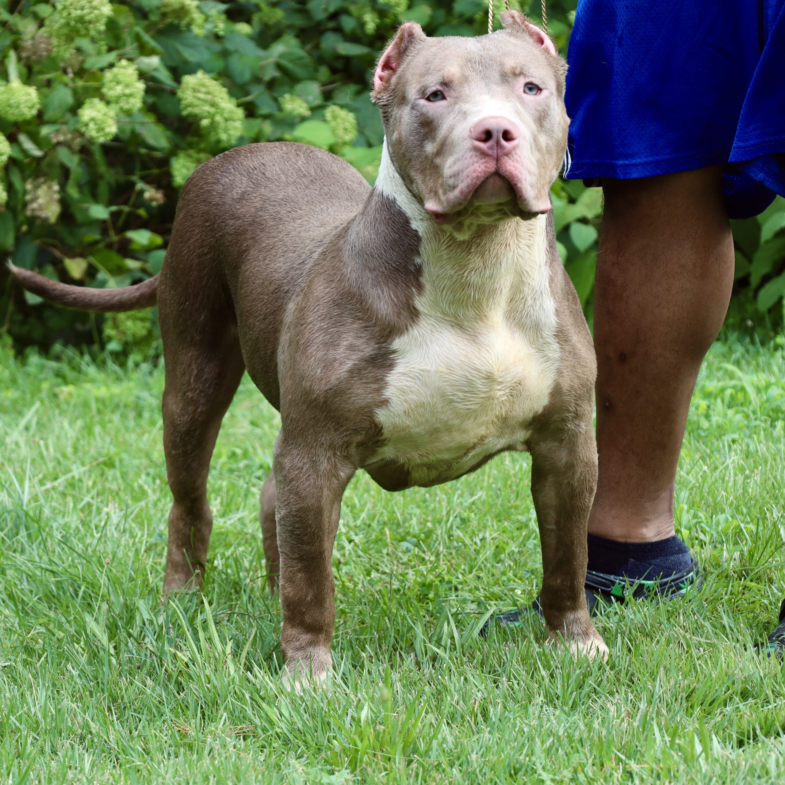 Dog Featured Image