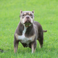 Pyp’s Kali