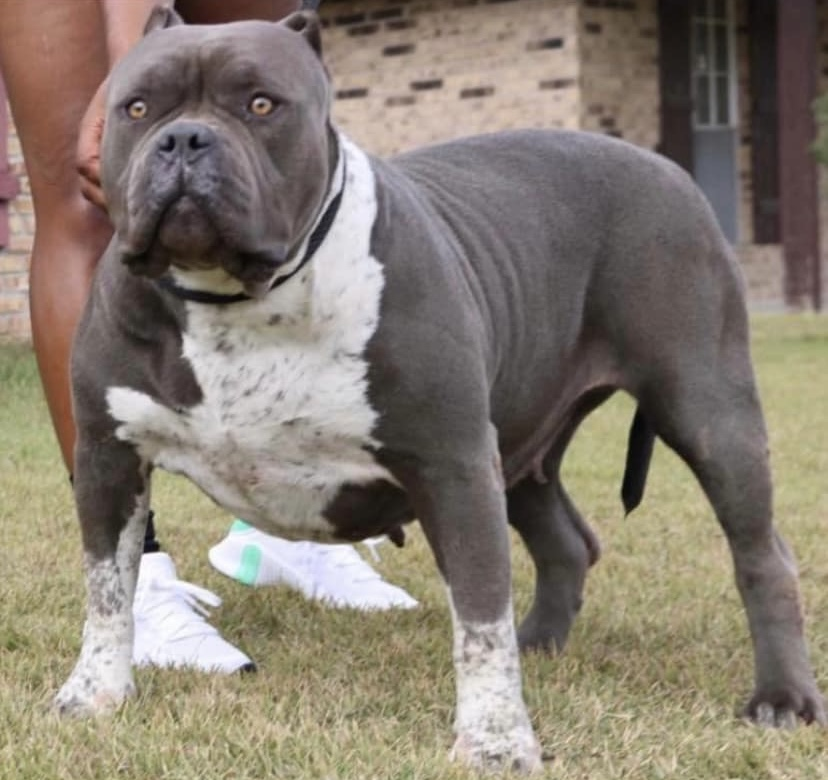 Dog Featured Image