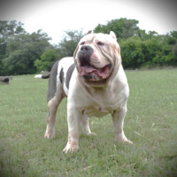 SPB’s Bruno of KM Kennels