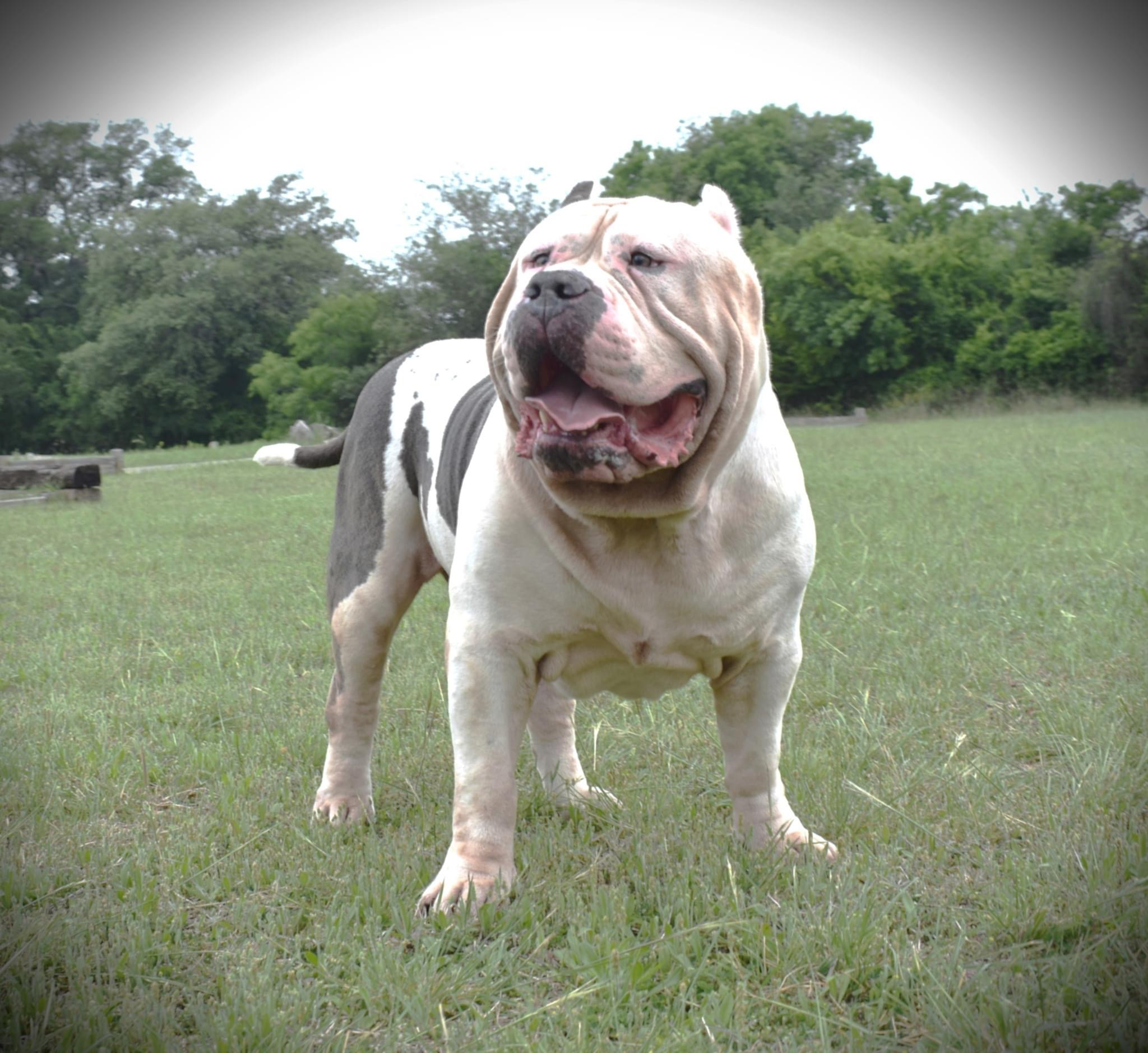 Dog Featured Image
