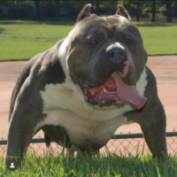 BCK Bolo Bloodsport