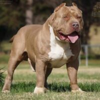 Big Zach of English Creek Kennels