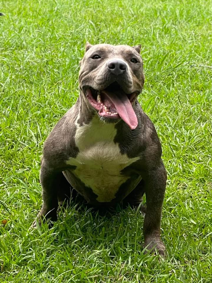 Dog Featured Image