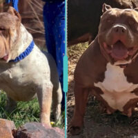 NOVA ❌ DOZER