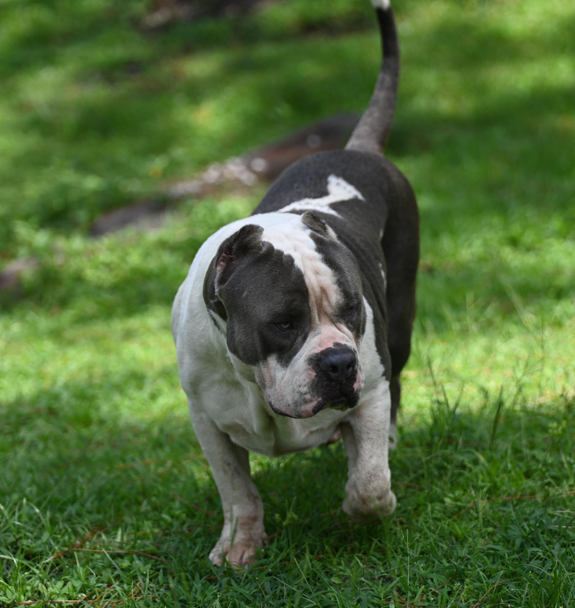 Dog Featured Image