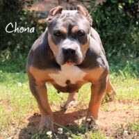 The Bully Pound Chona