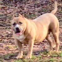 The Bully Pound Brownie