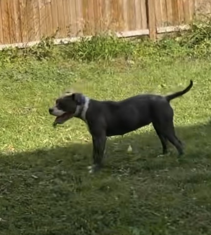 Dog Featured Image