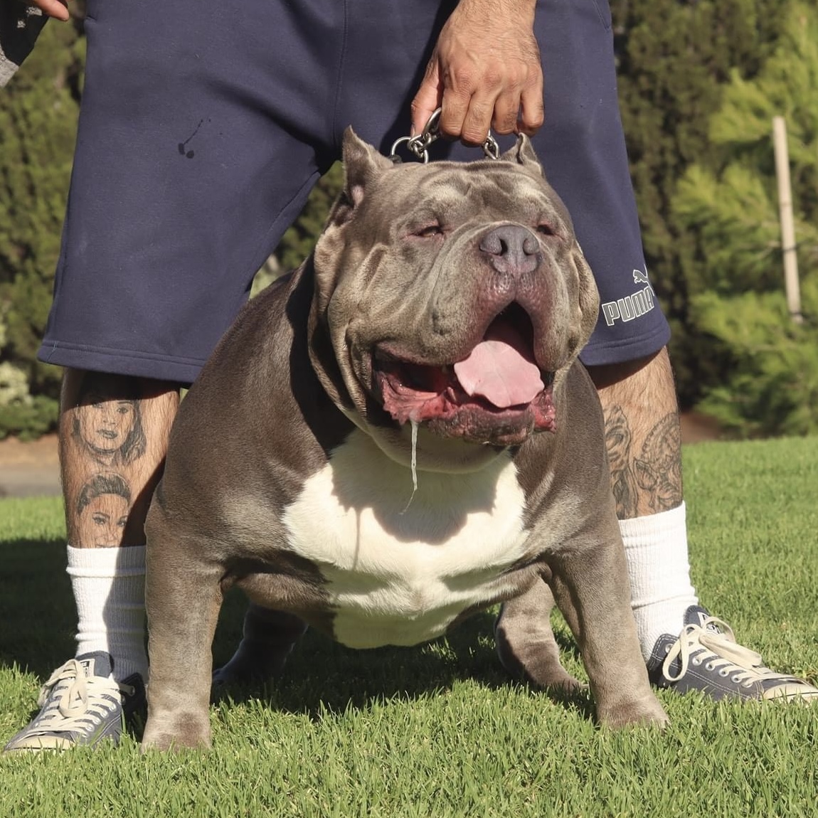 Dog Featured Image