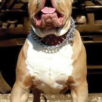 Cannibal Pits’ King Kodiak