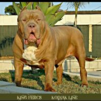 Kodiakline’s King Herc