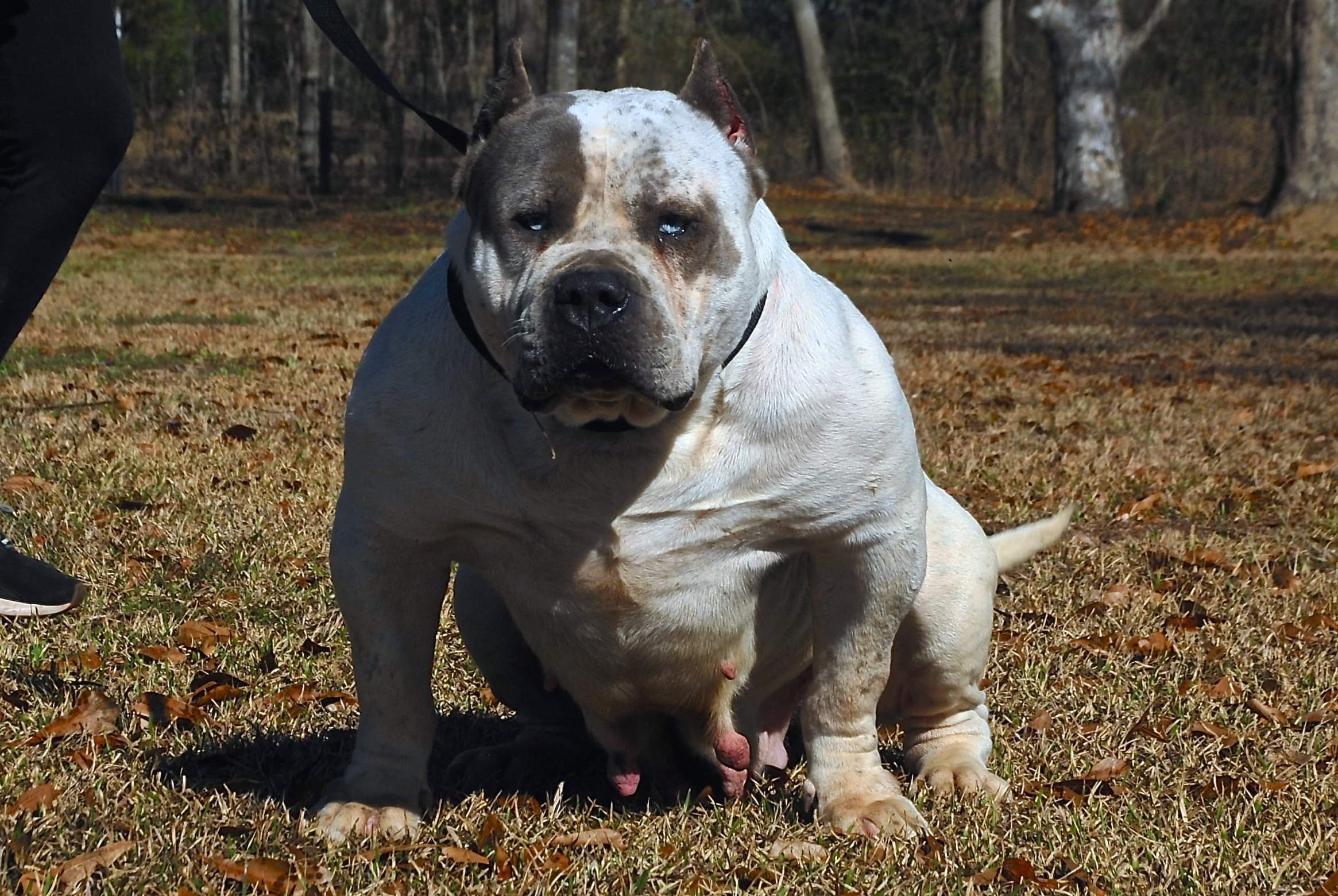 Dog Featured Image
