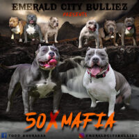 Mafia x 50