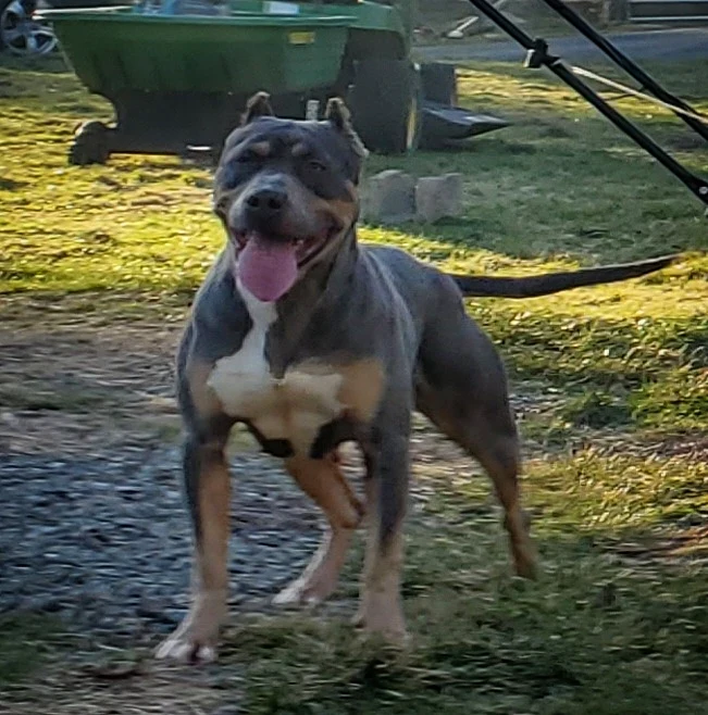 Dog Featured Image