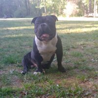 TruLeeKennels