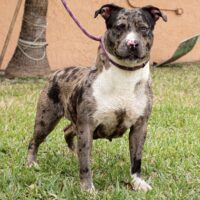 4BOI Kennel’s Black Chyna