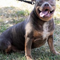 4BOI Kennel’s Rolly