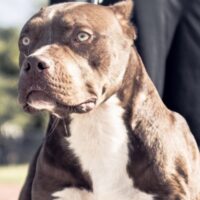 Carolinabullies/Kay&K Kennel’s Yogi