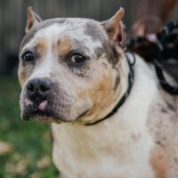 4BOI Kennel’s Cookie