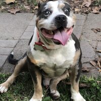 OTW Kennels Scar Wilkerson