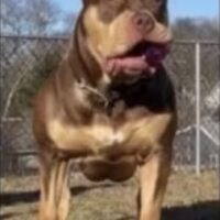 BULLIES INC LUCKY OF TAP IN BULLIES