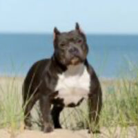 THE BULLY MARKET’S CALI#