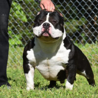 DUVAL BULLIES LENNOX OF BLACK LABELS #