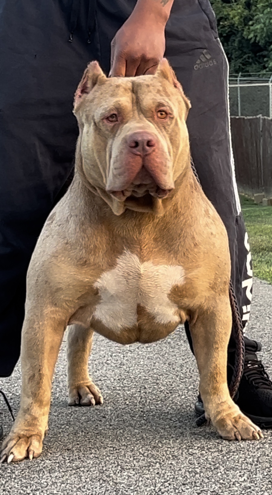 Dog Featured Image