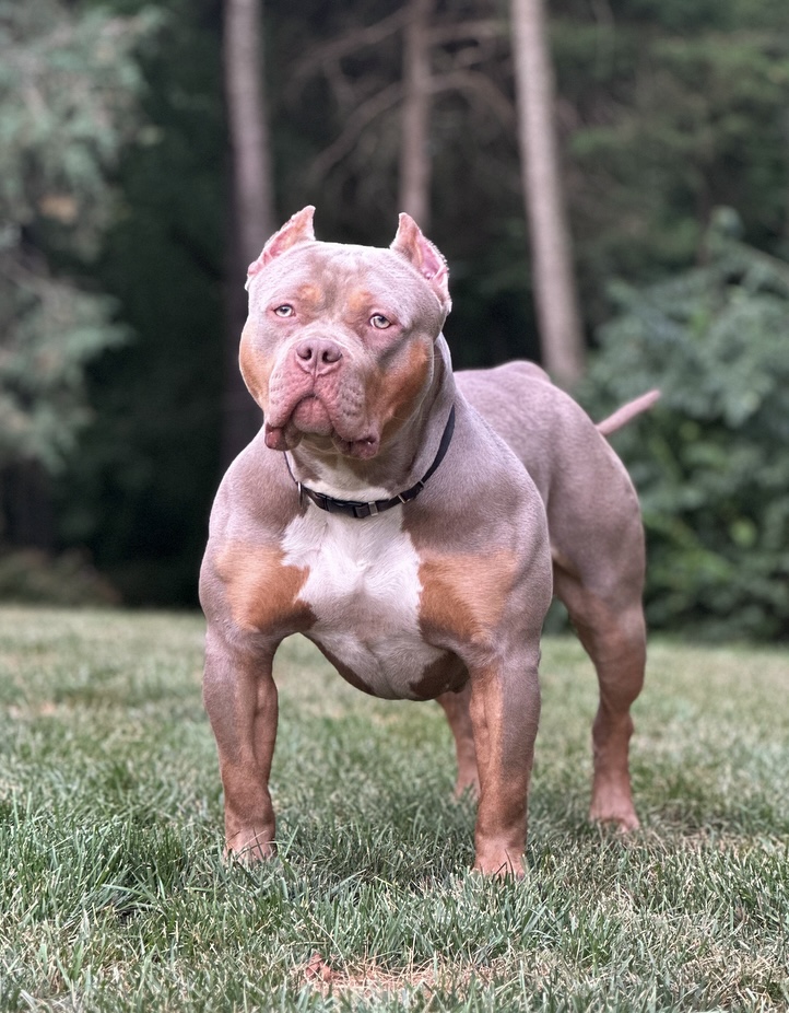 Dog Featured Image