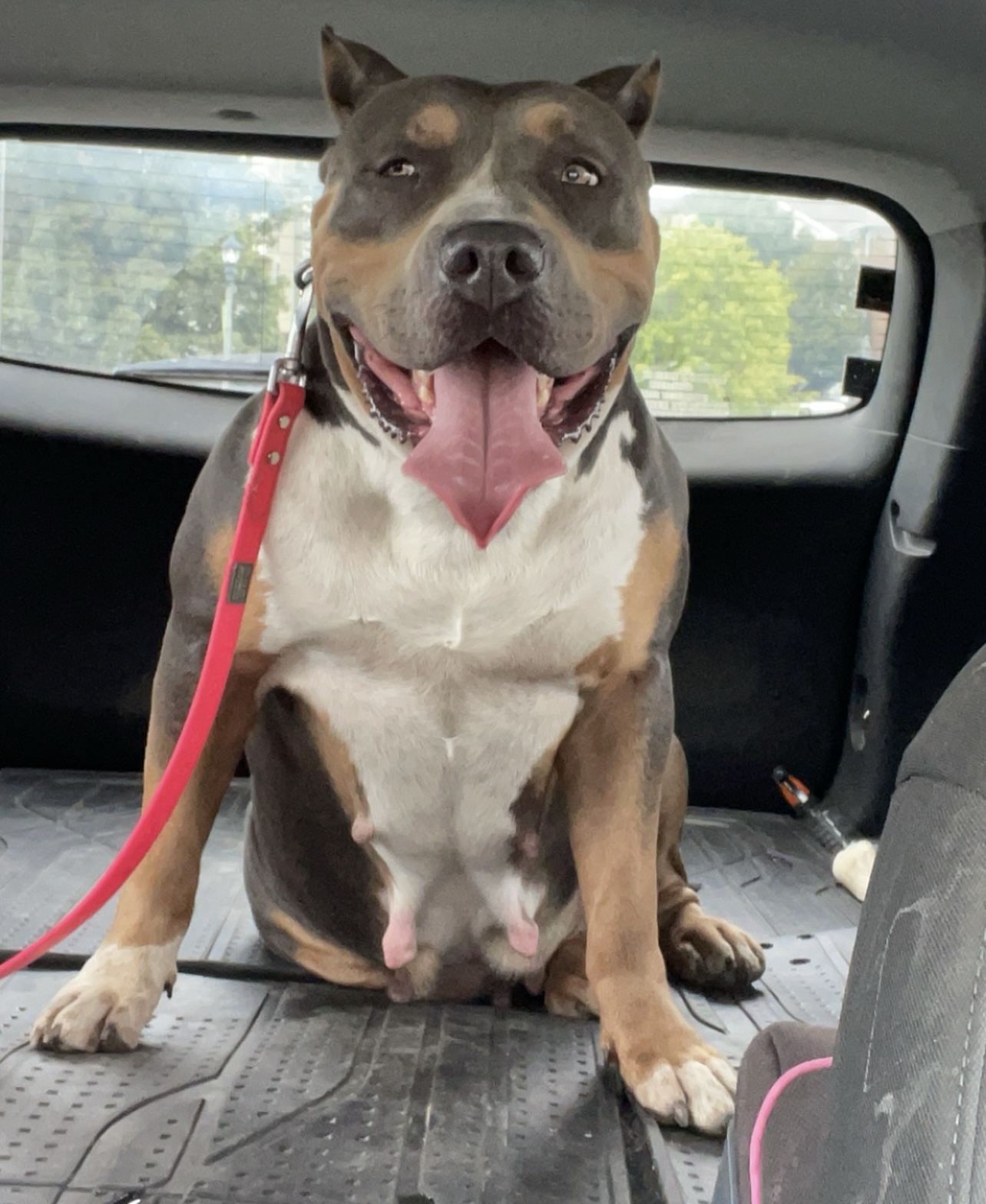 Dog Featured Image