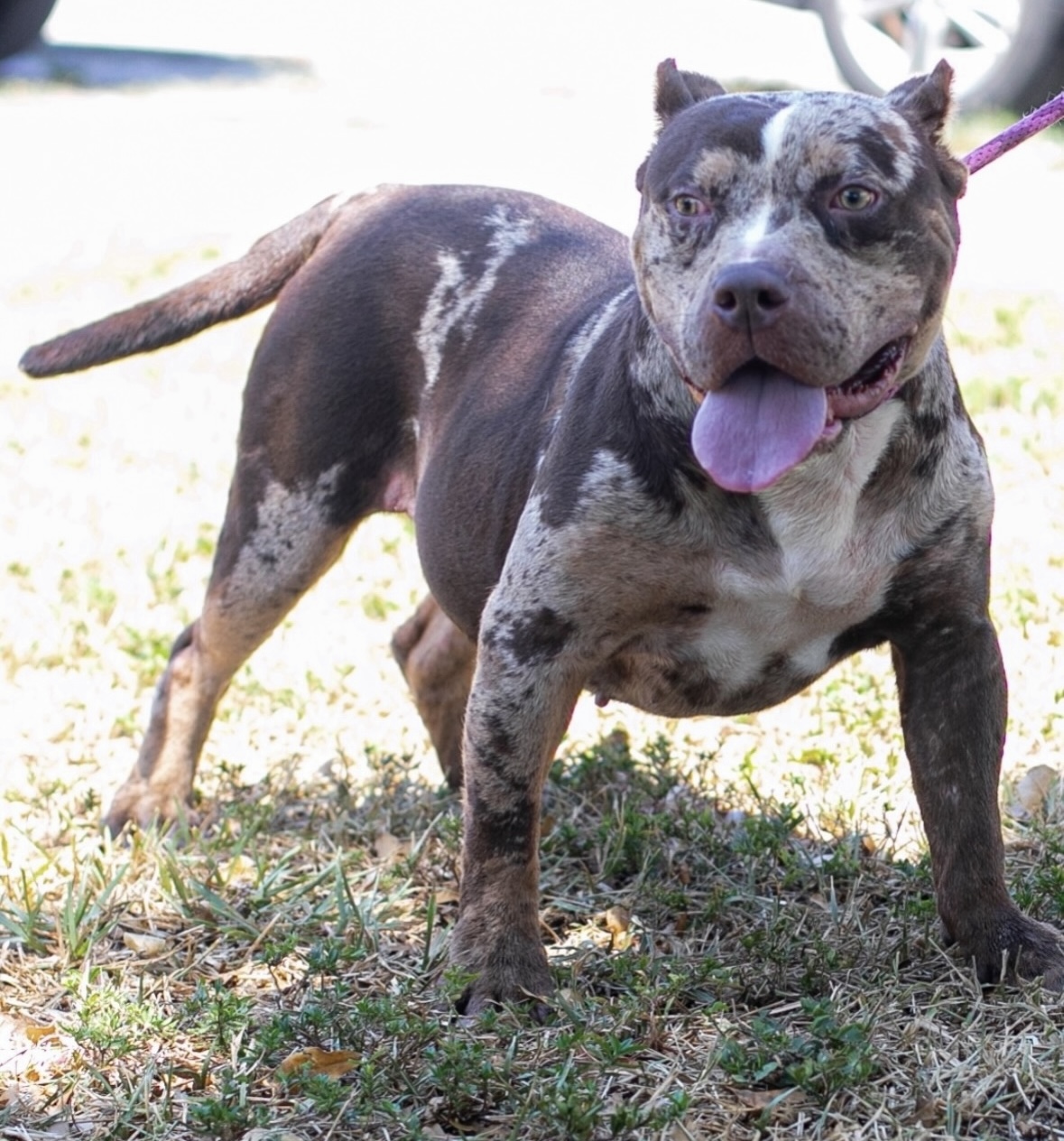 Dog Featured Image