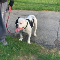 Mikeland’s Scarface Of Hiddensoundpitbulls