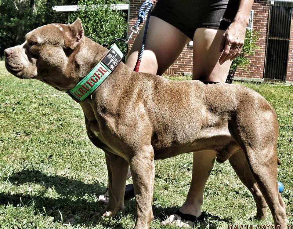 Dog Featured Image