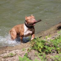 Dog Featured Image