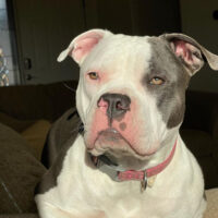 Nolasco’s Nala