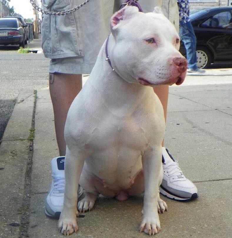 Dog Featured Image