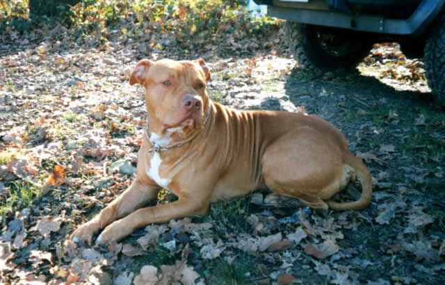 Dog Featured Image