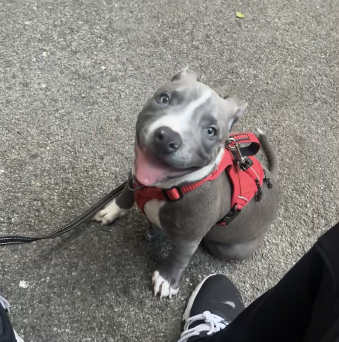 Dog Featured Image