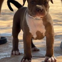 Iced out Bullyz KRÜGER