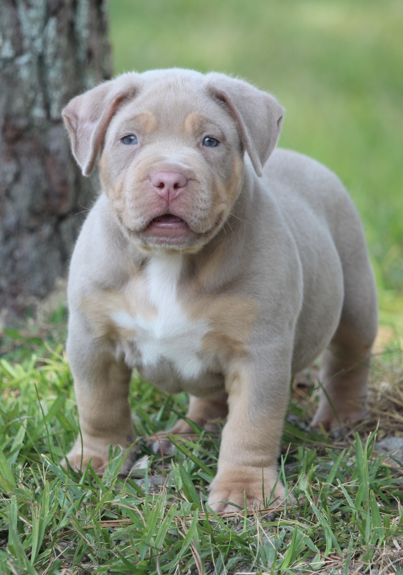 Dog Featured Image