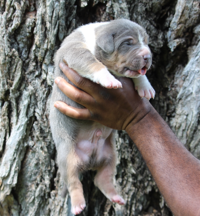 Dog Featured Image