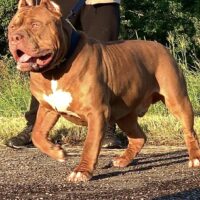Big Tuco