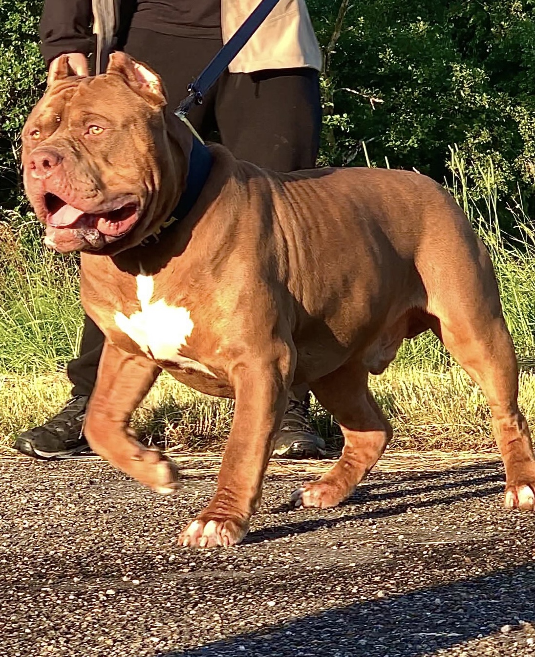 Dog Featured Image